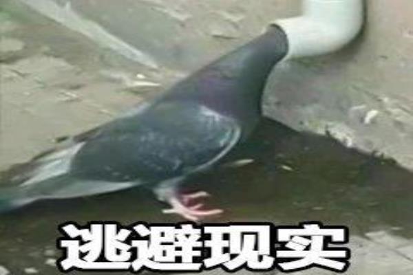 长痘期间护肤步骤（长痘痘了应该怎么护肤）.
