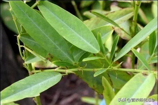 什么草可以美白皮肤（哪种神奇草本植物能助您焕发美白光彩）.