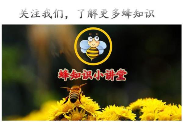 发酵的蜂蜜有什么用途（探寻发酵蜂蜜的奇妙用途）.