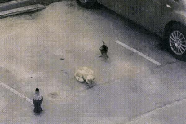 绿幕动图（绿色背景下的活力瞬间，你捕捉到了吗）.