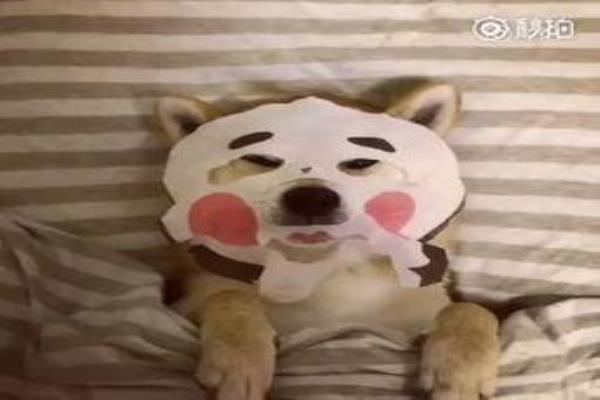 一叶子和百雀羚哪个好（御泥坊小迷糊和百雀羚小雀幸）.