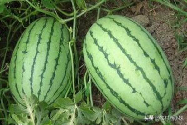 西瓜图片大全（西瓜图片大全，你见过这么多西瓜吗）.