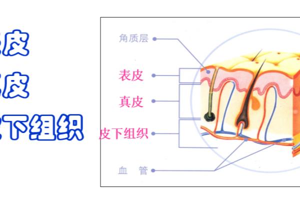 第一次护肤品皮肤要适应吗（有皮肤适应期以及适应期为28天的说法吗）.