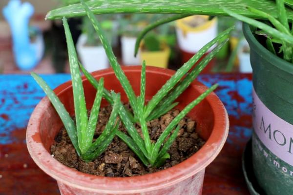 新生活芦荟护肤系列怎么样（芦荟在生活中妙用非常多）.