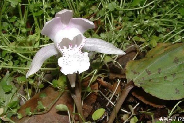 一叶子花而生兰花系列怎么样（只有一片叶子只开一朵花）.