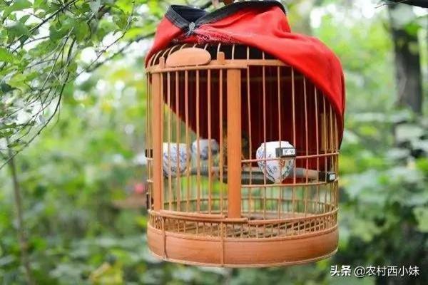 眉毛尾部带勾向上是什么眉.