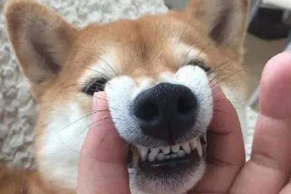 柴犬双手交叉抱胸表情包图片大全集.