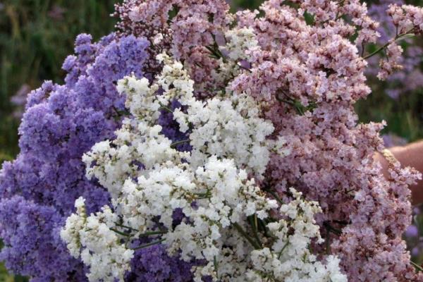 永恒不变的爱是什么花的花语.