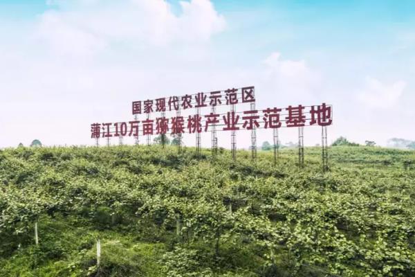 佳沛绿果和金果的区别.