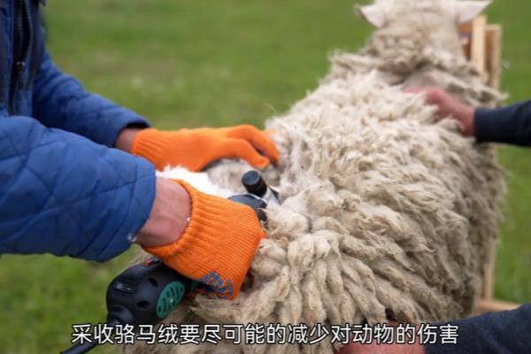 骆马绒是什么面料.