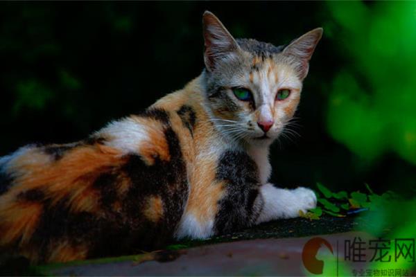 捡来的小野猫太凶了怎么办.