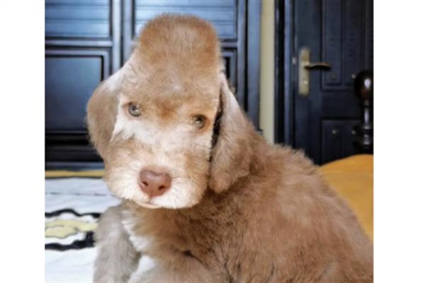 惠灵顿犬是什么样子.