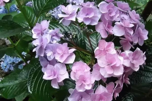 绣球花价格.