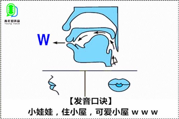 声母w的读法和写法.