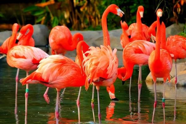 flamingo有什么寓意.