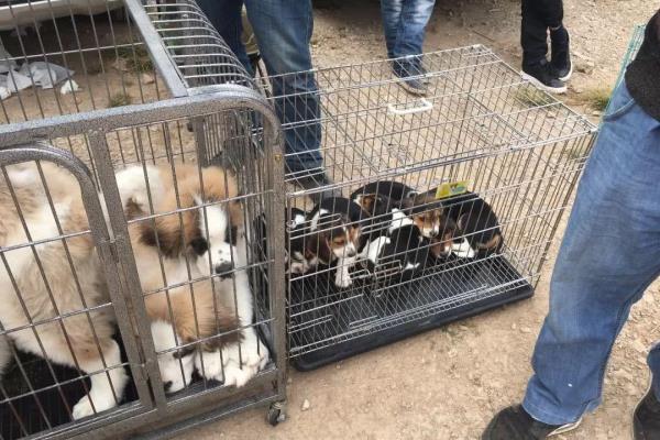 圣伯纳幼犬多少钱一只哪里有卖.