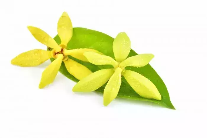 娇兰samsara轮回香水价格(3)